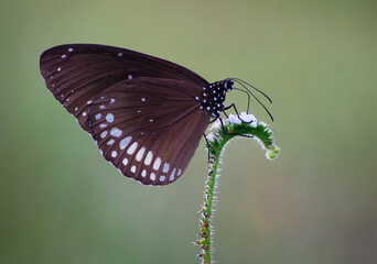 Fototapeta na wymiar Macro shot of a brown butterfly sitting on a white flower brach
