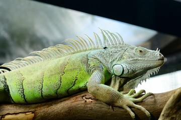 Portrait of a green iguana (Iguana iguana), also known as the American iguana. This is a large, arboreal, mostly herbivorous species of lizard of the genus Iguana.