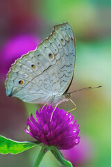 Macro shot of butterfly on a purple flower.
