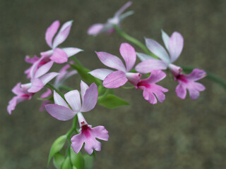 small pink orchid flower