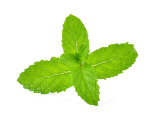 Mint leaves isolated on white background.