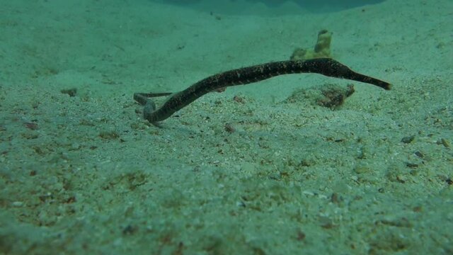 Bent Stick Pipefish sways slowly in the current in the shallow waters around a coral reef in Thailand.