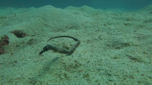 Bent Stick Pipefish rests on the sandy bottom near a coral reef and looks directly to camera.