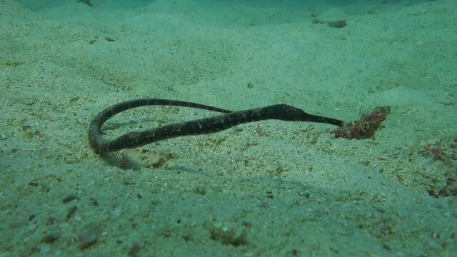 Bent Stick Pipefish rests on the sandy bottom near a coral reef and sways in the current to camouflage itself.