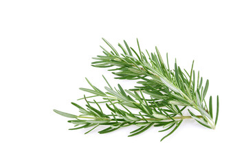 Rosemary isolated on white background