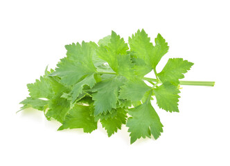 Chinese Celery isolated on white background