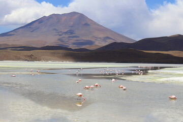 Lake full of flamingos and mountains in the background in the desert of Bolivia, near the Atacama. 
