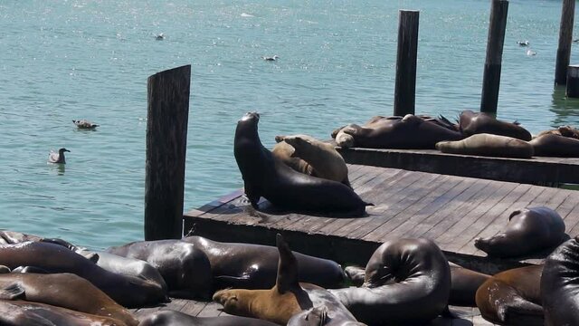 Sea Lions Fighting Over Place on Wooden Floar at Pier 39, San Francisco USA