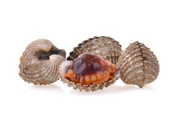 cockles seafood isolated on white background