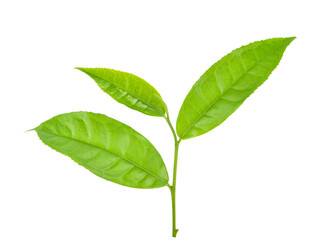 Green tea leaf isolated on white background