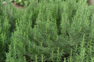 Big green bush -  marjoram herb and ingredient