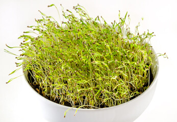 Carrot seedlings in a white bowl, front view. Shoots of Daucus carota, a root vegetable, in potting compost. Microgreens, green sprouts and young plants are growing in soil. Macro food photo, closeup.