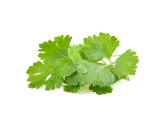 fresh coriander leaves over white background