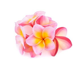 frangipani flower isolated on white background