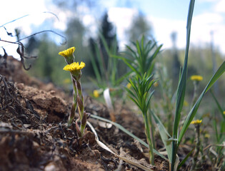 The traditional name Mother-and-stepmother is associated with the special structure of its leaf, the lower part of which is warm and tender, like the mother, and the upper smooth and cold - stepmother