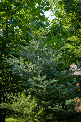 Fir Abies koreana Silberlocke with young blue cones on branch. Evergreen landscaped garden. Green and silver spruce needles on Korean spruce. Selective focus. North Caucasus nature for natural design