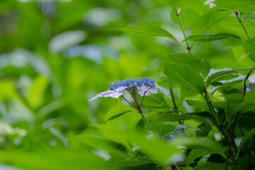 紫陽花