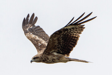 鳶