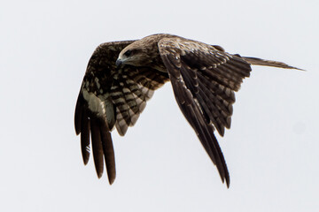 鳶