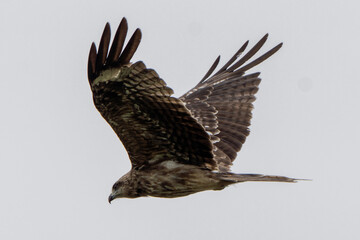鳶