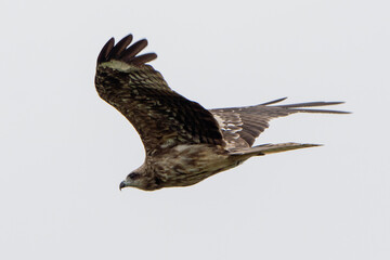 鳶