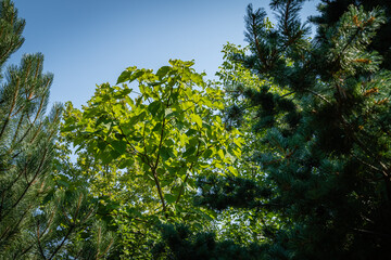 Paulownia tomentosa or Empress tree or princess tree or foxglove. Green leaves of Paulownia tomentosa surrounded by evergreens against blue sky. Evergreen landscaped garden. nature of North Caucasus.