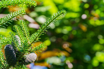 Blue cones on Abies branches of Korea fir with green spruce needles on blurry background of evergreens. Selective focus. Nature concept for design. Calmness and relaxation. There is place for text.