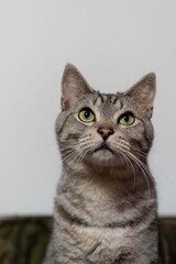 見つめる猫ちゃん　　　サバトラ猫