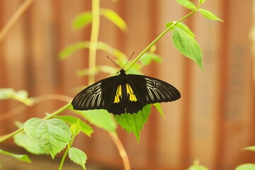 butterfly on a stalk