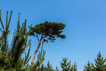 Beautiful pine tree in the garden at autumn background blue sky.