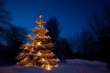 Weihnachtsbaum im Schnee / Winter