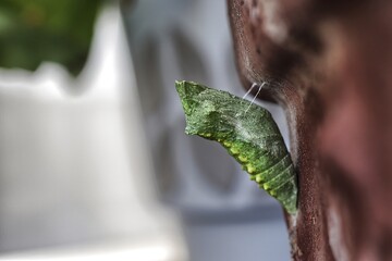 Chrysalis of a butterfly Papilio machaon
