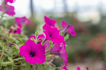 Spring outdoor dense colored morning glory，Pharbitis nil (L.) Choisy