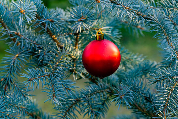 Red ball Christmas tree toy hangs under branch of Christmas tree Picea pungens Hoopsii. Winter fairy tale in landscaped garden. Blurred background Selective focus. There is place for your text.