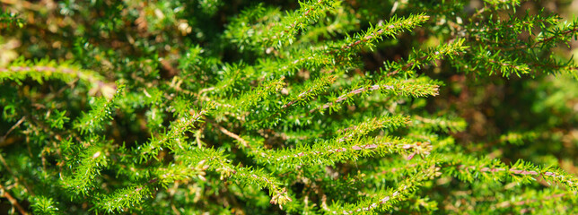 Lush green foliage in sunny summer day in French Nouvelle-Aquitaine. Natural bright fresh pattern of trees leaves at hot time. Ecological route for a healthy lifestyle.