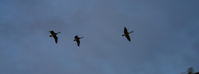 Three ducks flying in the sky. Animals theme.