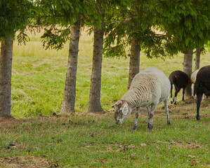 sheep on pasture resting in shadow