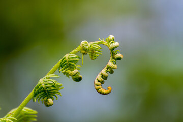 Macrofotografía de un helecho en espiral