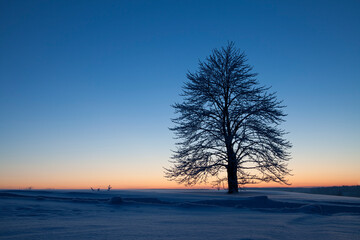 Baum im Sonnenuntergang im Winter
