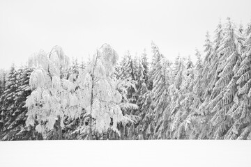 Naklejka premium Bäume im Winter mit Schnee