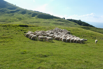 flock of sheep on the grasslands on the slopes of the gran sasso italy