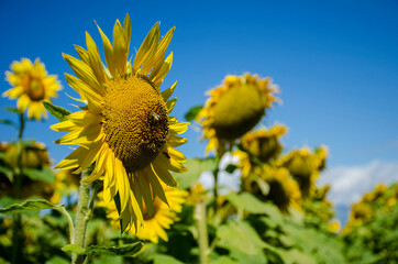 campo di girasoli