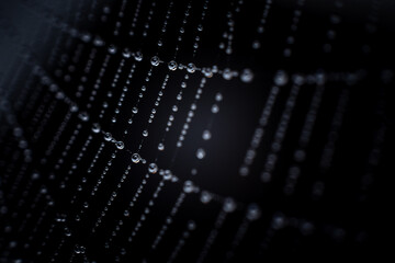 spider web with morning dew drops