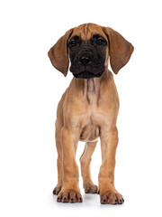 Handsome fawn / blond Great Dane puppy, standing facing front. Looking straight at lens with dark shiny eyes. Isolated on white background.