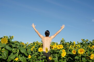 Naked man sunflower field. Hands up sunflower field man pose. Field freedom nature.