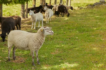 Fotobehang schapen op weiland rusten in de schaduw © Diana Taliun