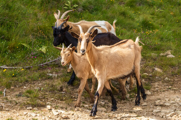 Fototapeta premium Group of black and brown goats in a forest
