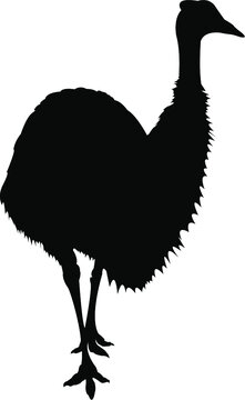 vector illustration of an emu