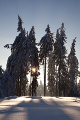 Winterwald - verschneite Fichtenbäume