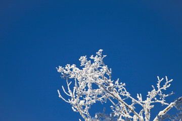 Äste im Winter mit Schnee